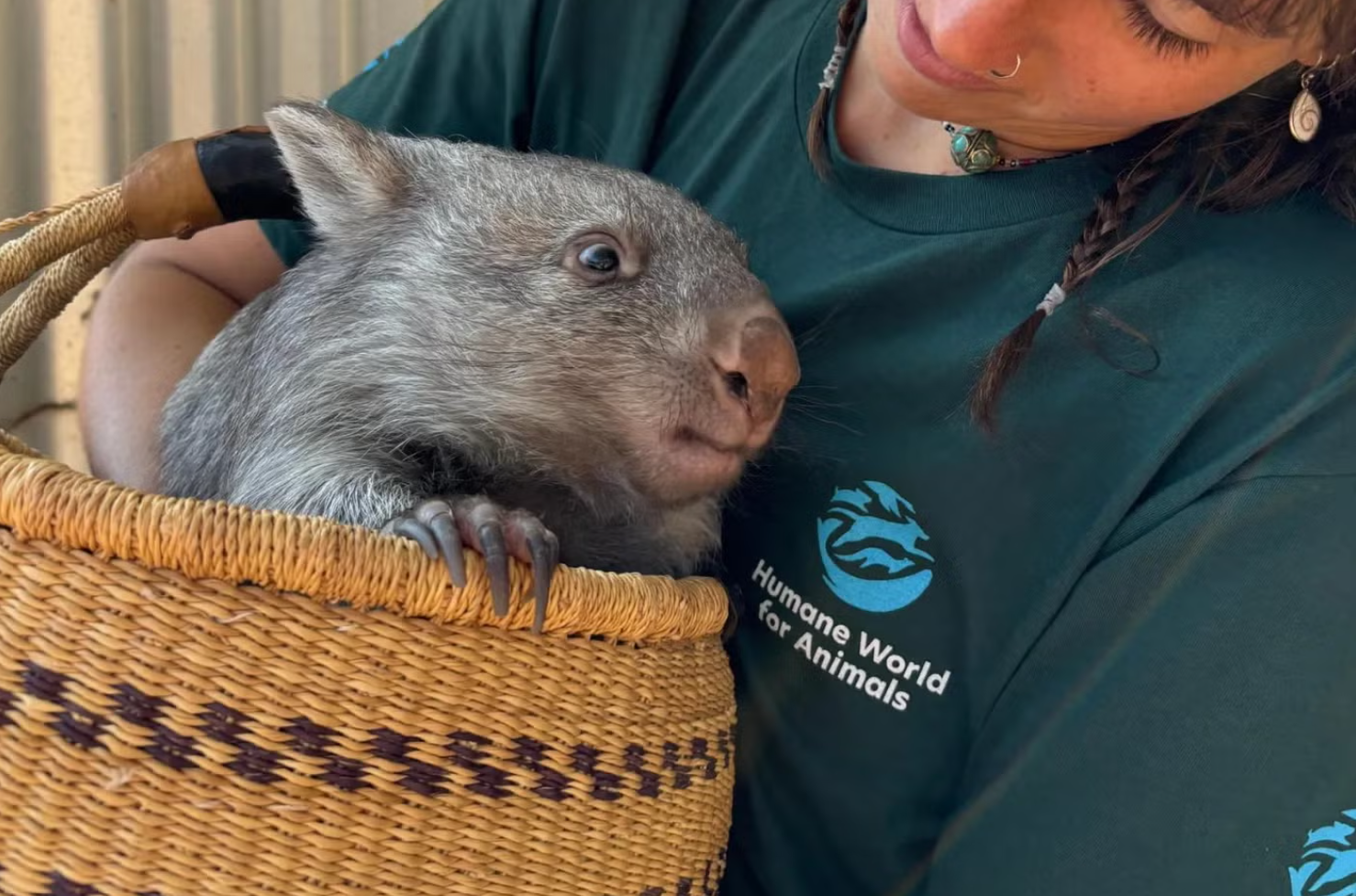 Humane World for Animals Australia deploys to help animals severely impacted by bushfires and heat stress