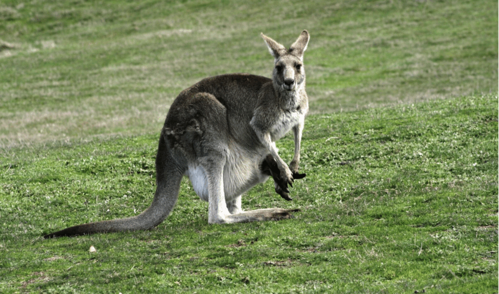 Western Grey Kanagroo
