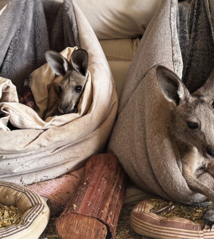 Wildlife burn treatment explained: The weeks‑long battle to heal burned Kangaroos