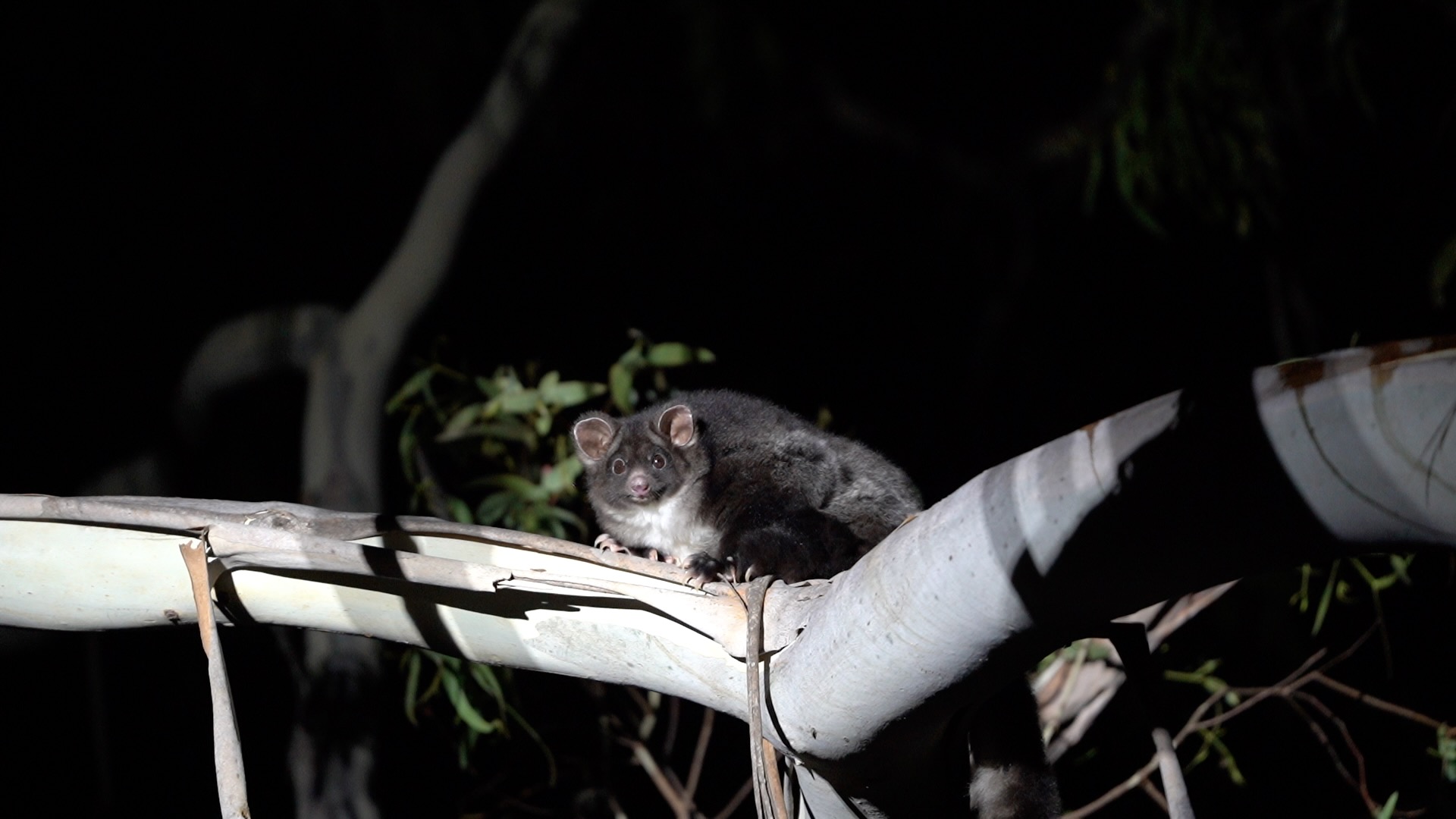 Glenbog State Forest: A biodiversity stronghold under threat