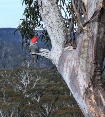 Locals, wildlife carers face off against NSW Forestry to protect critical habitat for Endangered gliders