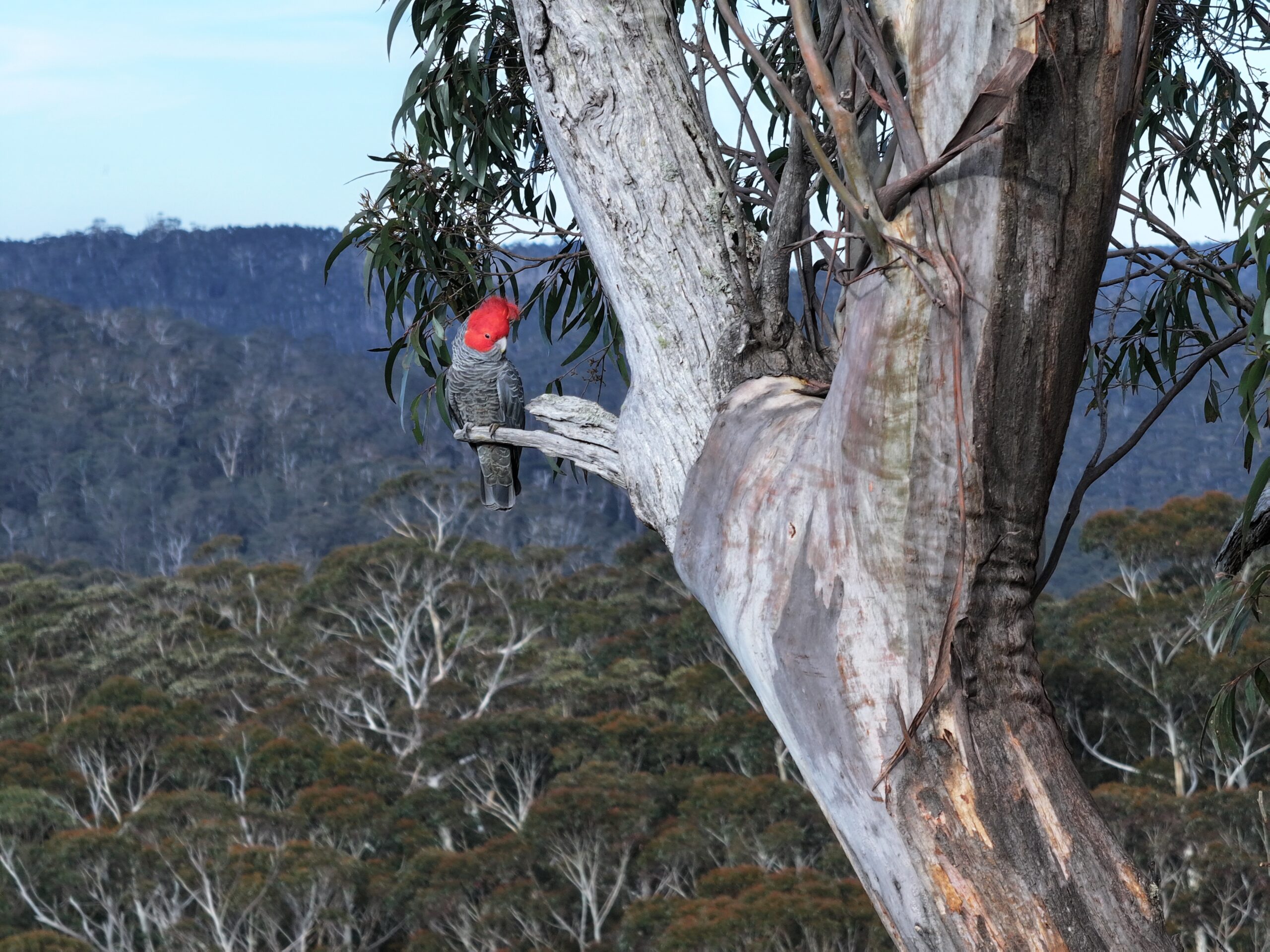 Locals, wildlife carers face off against NSW Forestry to protect critical habitat for Endangered gliders