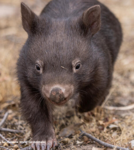 Shocking new data reveals disturbing trend in native wildlife killing permits in Victoria as the state allows 4,321 wombats to be destroyed in 2025 alone