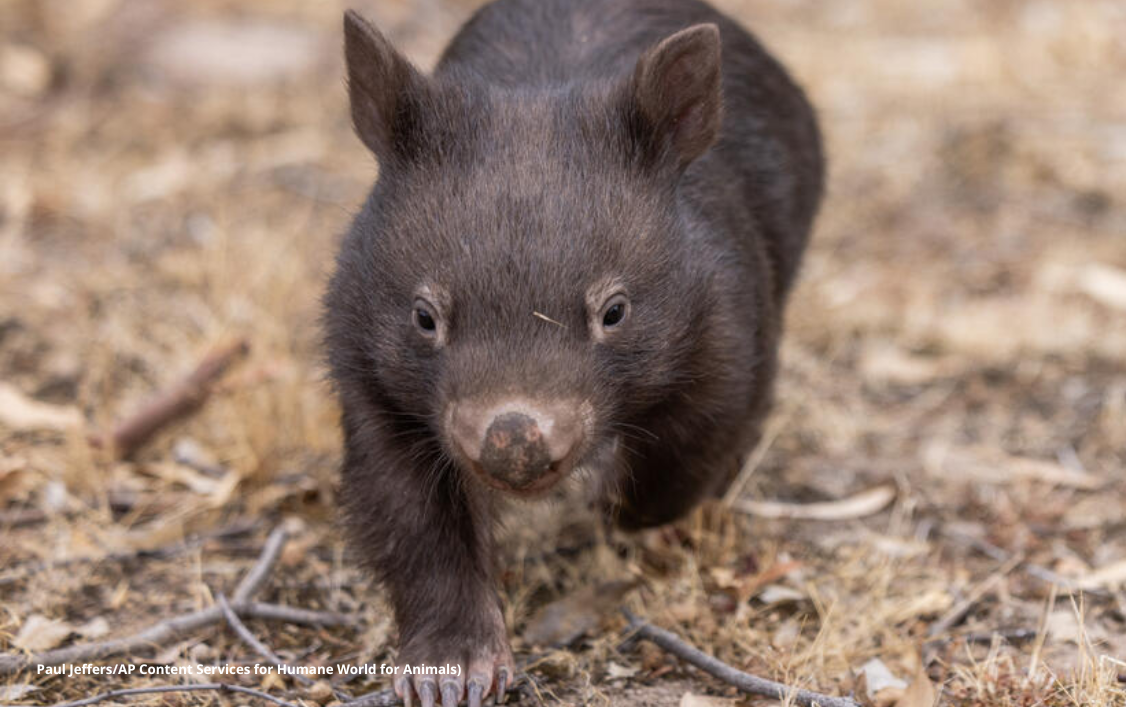 Shocking new data reveals disturbing trend in native wildlife killing permits in Victoria as the state allows 4,321 wombats to be destroyed in 2025 alone