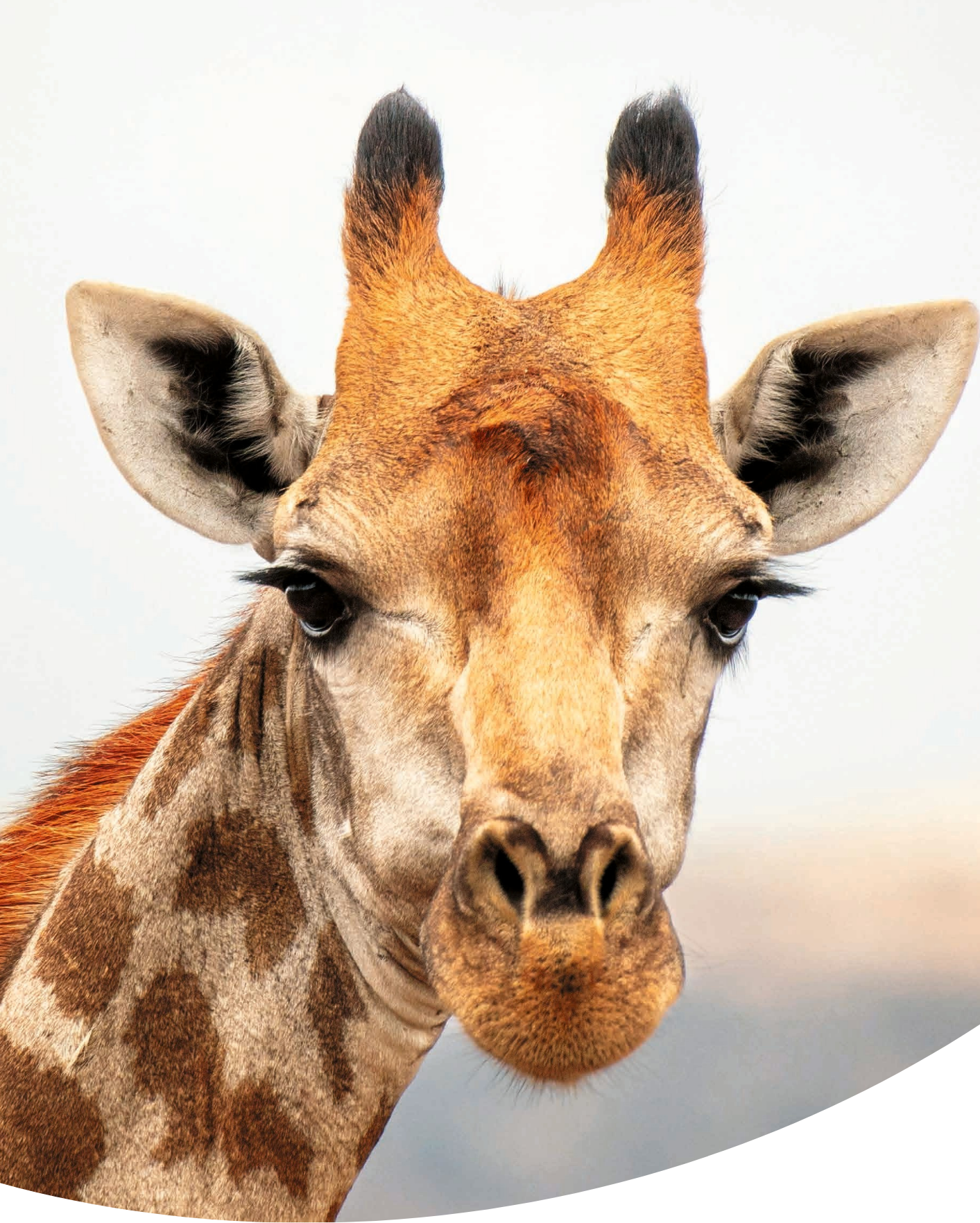 Standing for Animals March 2026