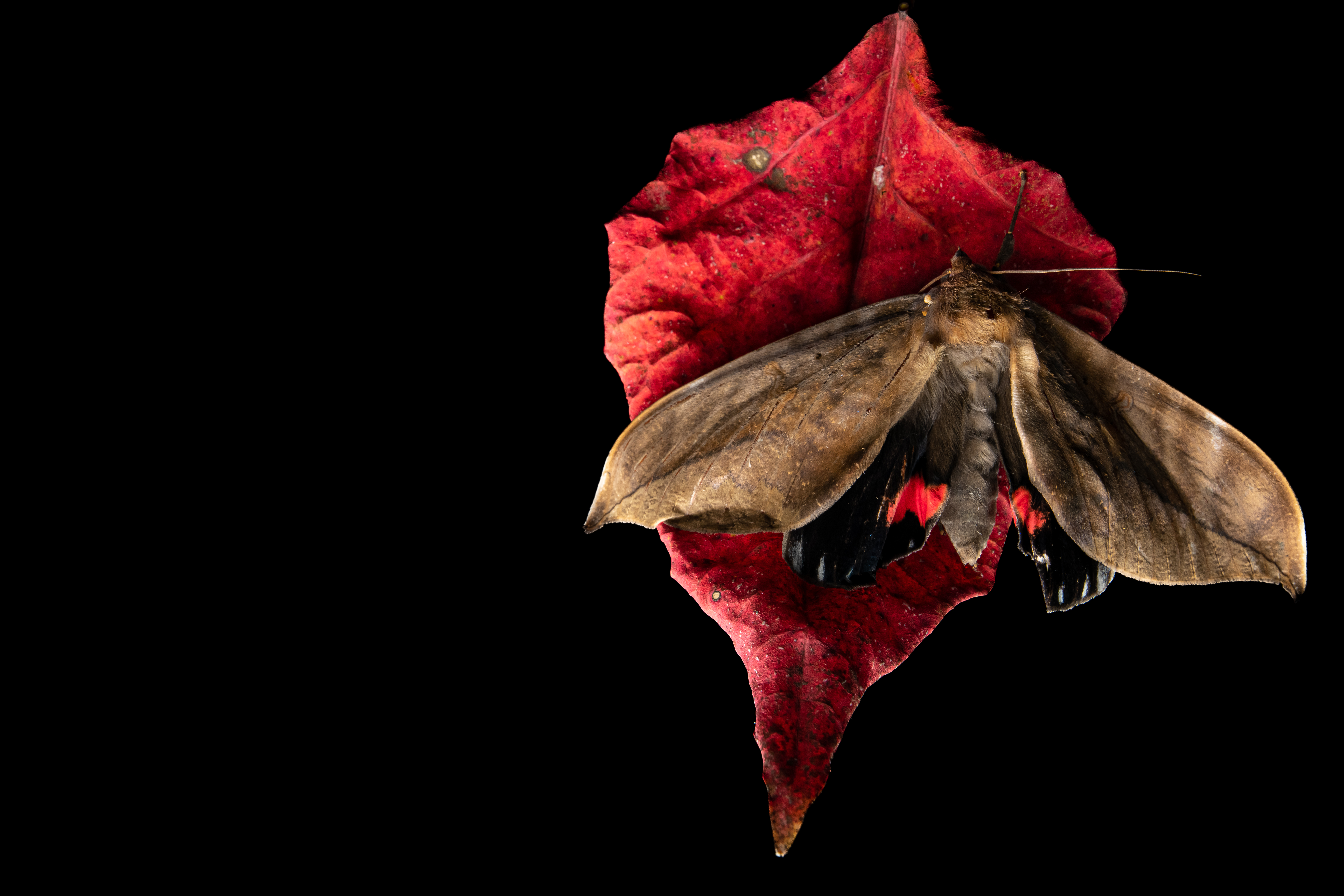 Threatened Species Profile: Southern pink underwing moth