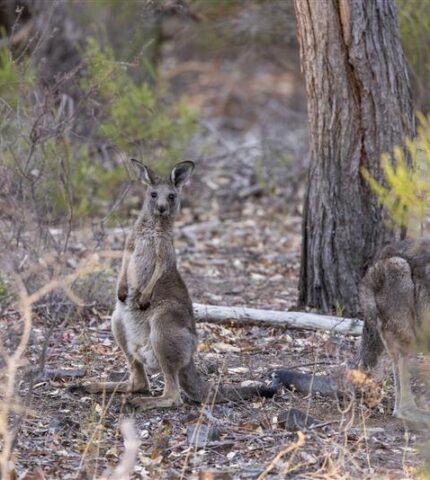 California upholds kangaroo trade ban, rejecting push to reopen market