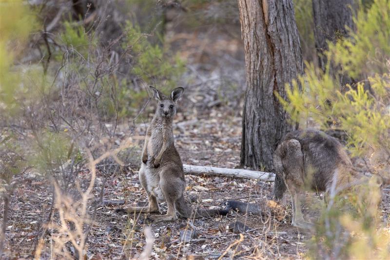 California upholds kangaroo trade ban, rejecting push to reopen market