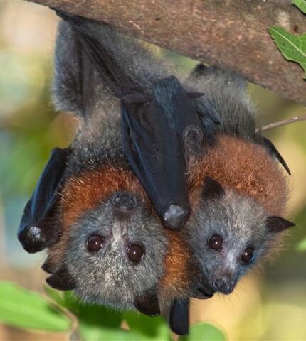 Queensland government doubles down on flying fox shooting