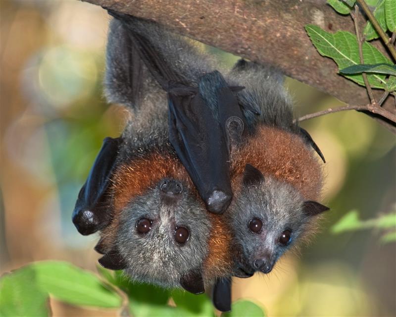 Queensland government doubles down on flying fox shooting