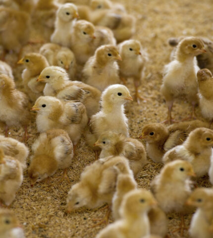 New embryo sexing technology in Australia’s egg industry a welcome step toward ending cruel killing of 12 million male chicks a year