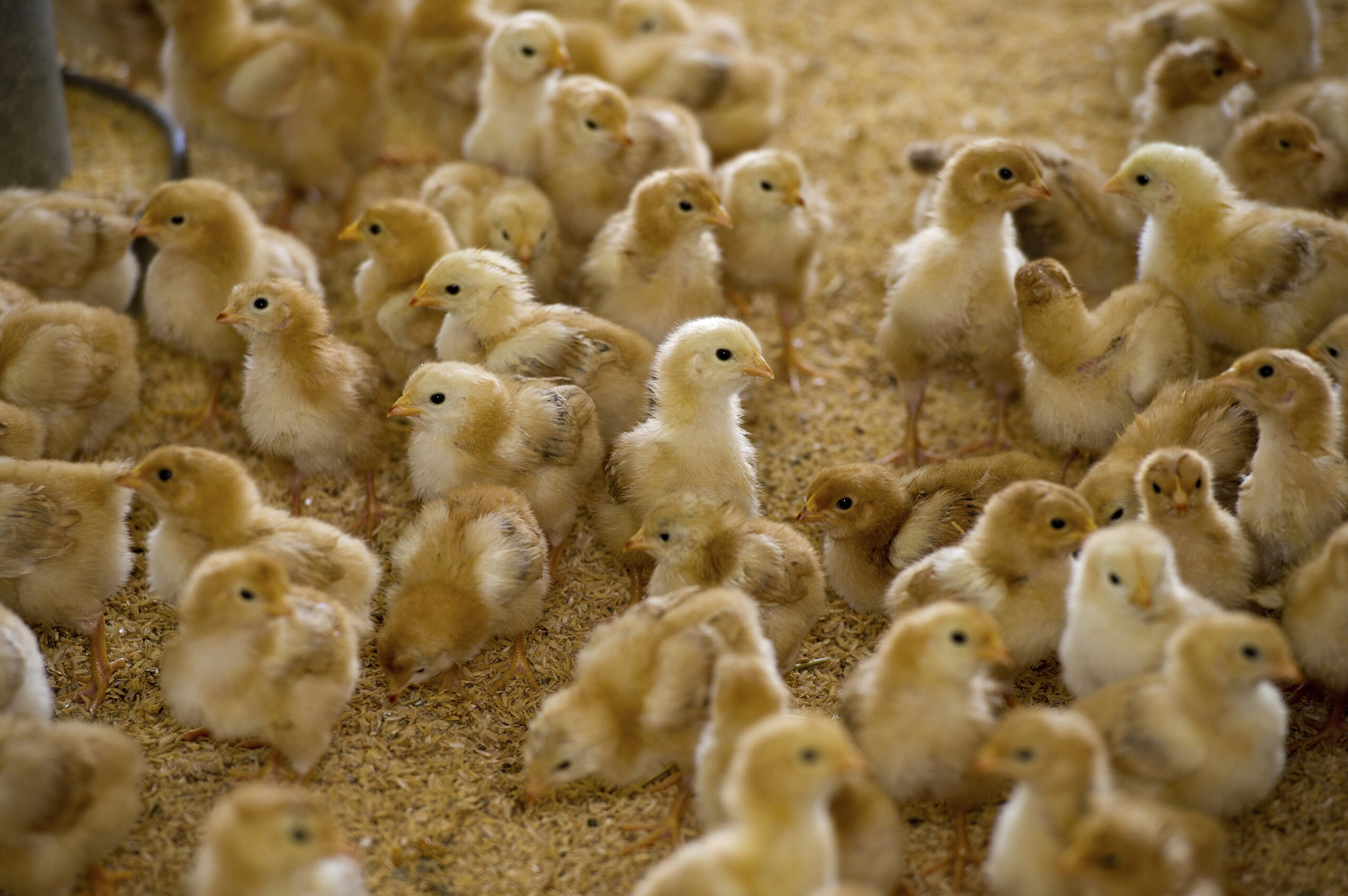 New embryo sexing technology in Australia’s egg industry a welcome step toward ending cruel killing of 12 million male chicks a year