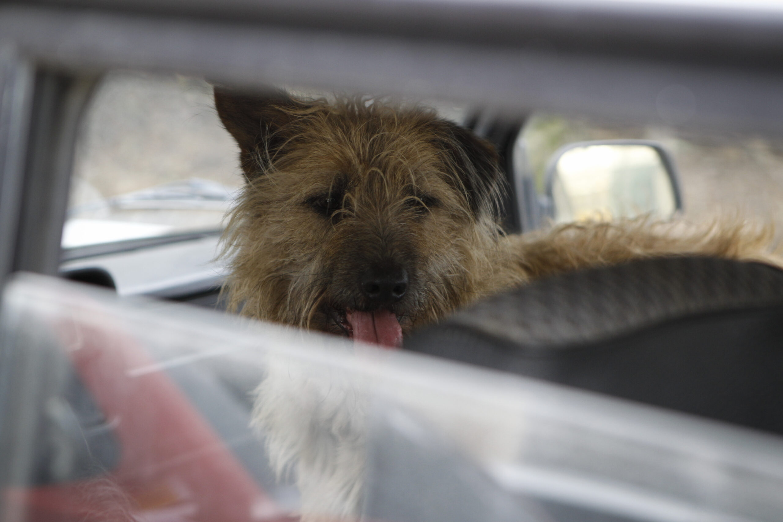 Prevention of Cruelty to Animals Act amendments a welcome start to modernising New South Wales laws but the job is not done