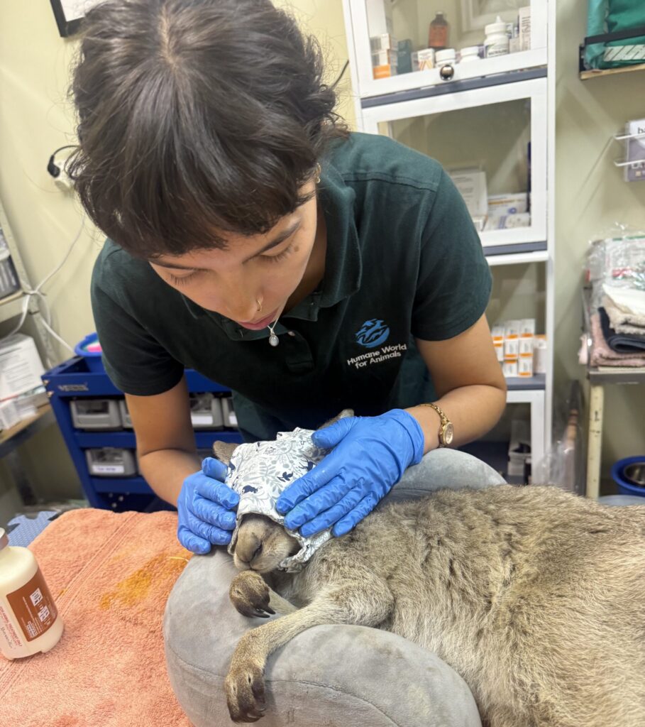 Logan, a kangaroo joey, received lifesaving care from wildlife carer Louisa. 