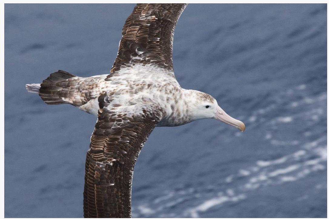 7 incredible facts that prove albatross are the most fascinating of birds