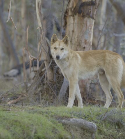 NSW Parliamentary Inquiry into treatment of dingoes is a critical step toward justice for these persecuted animals