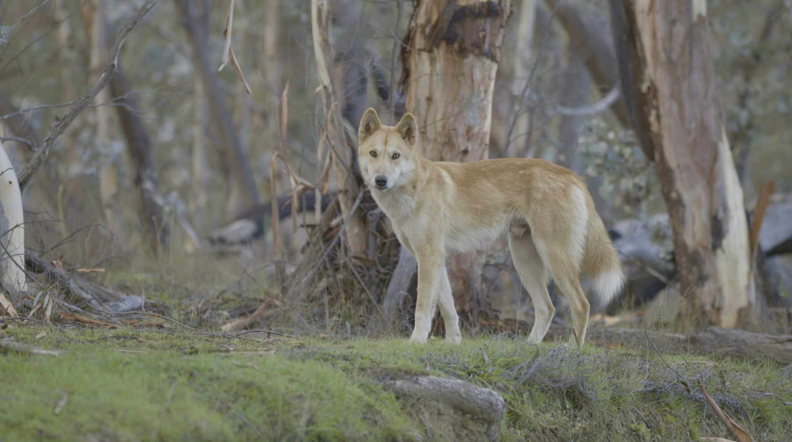 NSW Parliamentary Inquiry into treatment of dingoes is a critical step toward justice for these persecuted animals