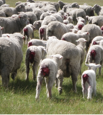 Finally, NSW mandates pain relief for mulesing