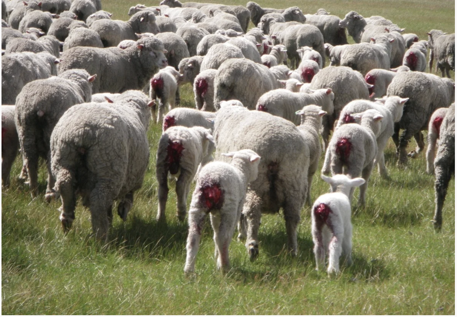 Finally, NSW mandates pain relief for mulesing