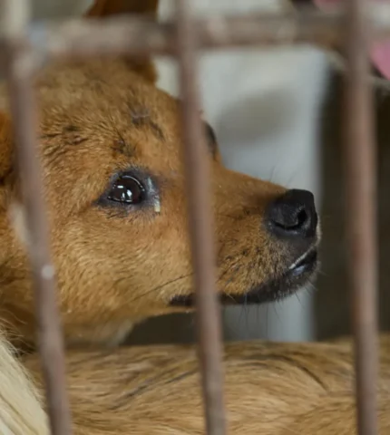 Yulin dog slaughterhouse closes its doors for good in city’s first ever livelihood conversion ahead of China’s infamous dog meat festival
