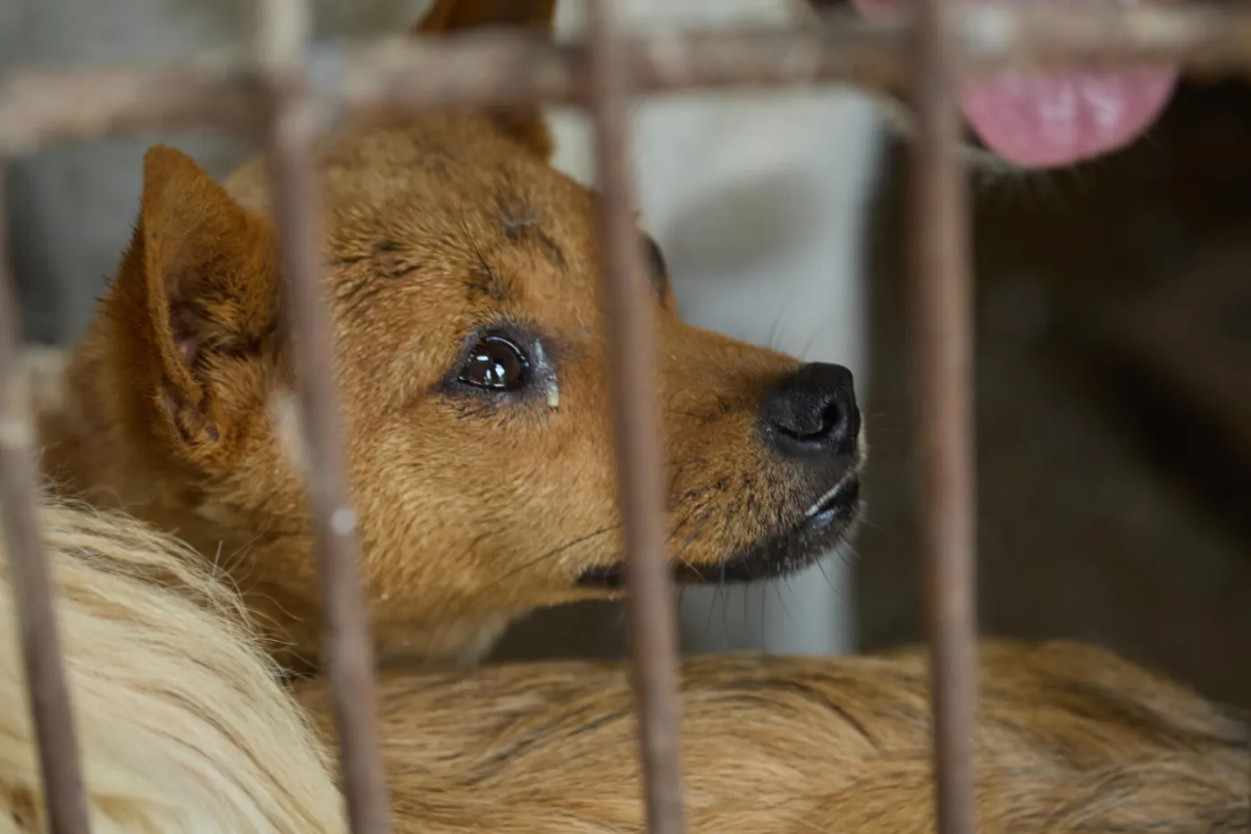 Yulin dog slaughterhouse closes its doors for good in city’s first ever livelihood conversion ahead of China’s infamous dog meat festival