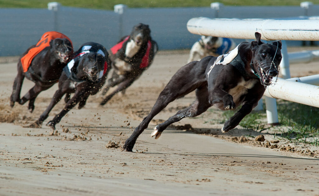 CP10C4 One of the greyhound races held at the Sunderland Greyhound Track UK. The image shows the winning dog rounding the last corner.