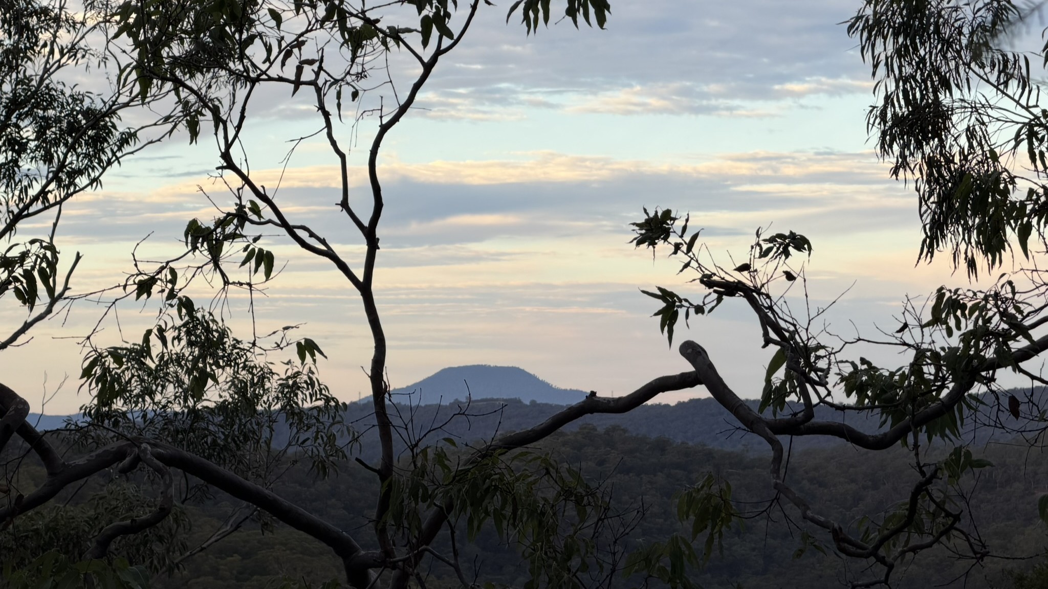 Melaleuca