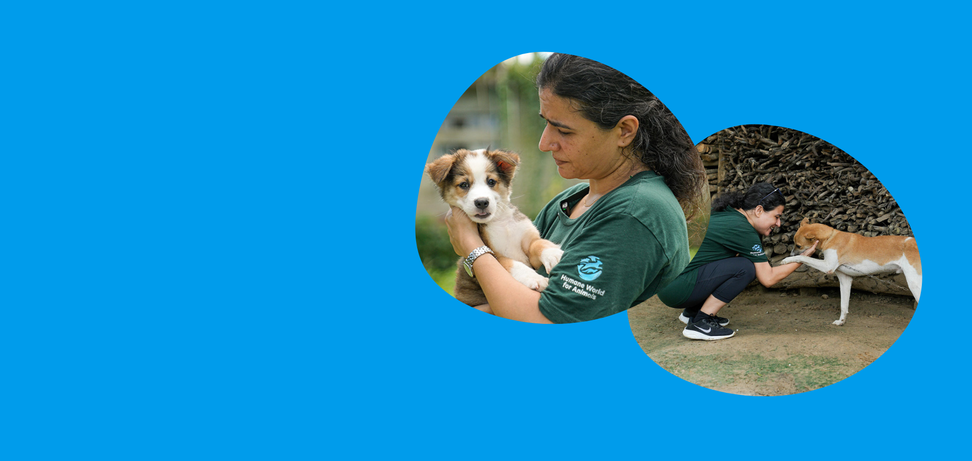 India_dog_rescue