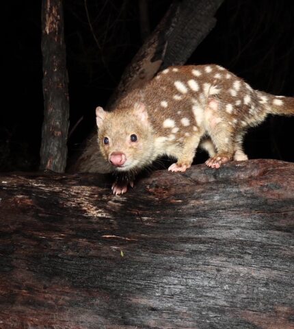 Network of Australian property owners committing their land to habitat preservation reaches 1,000 members