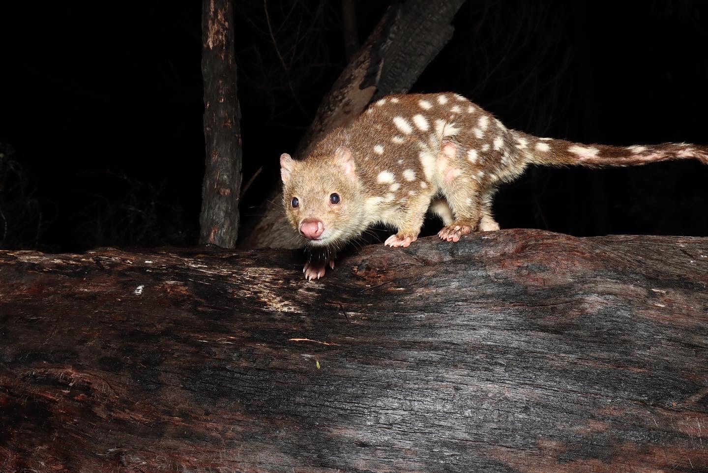 Network of Australian property owners committing their land to habitat preservation reaches 1,000 members