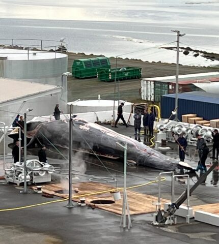 Dame Judi Dench and stars urge end to Iceland’s whale slaughter