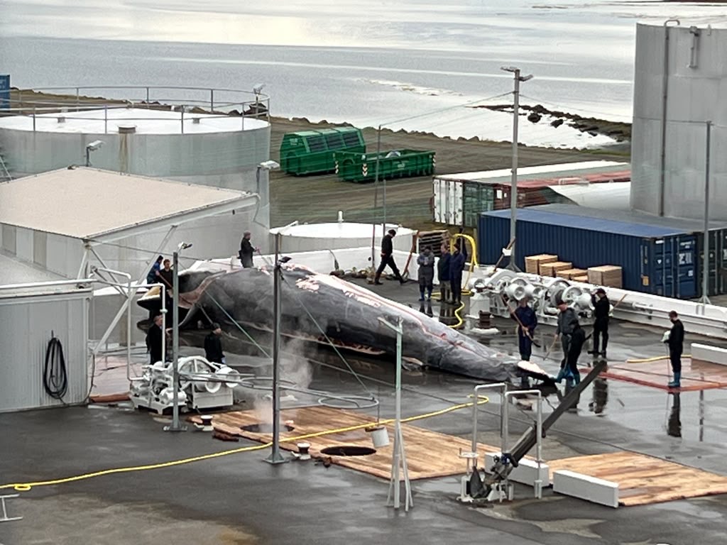 Dame Judi Dench and stars urge end to Iceland’s whale slaughter