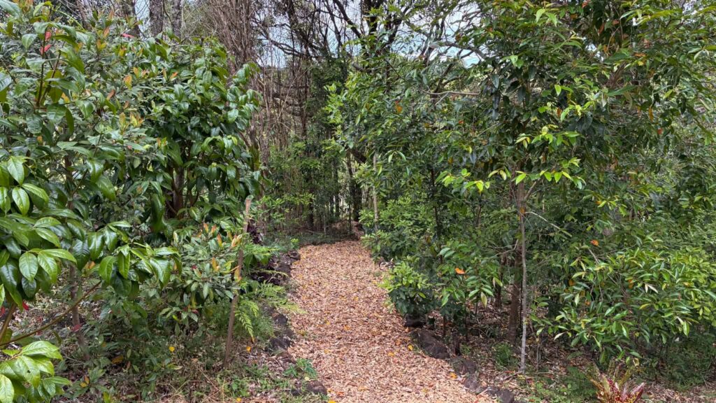 Silky Oaks