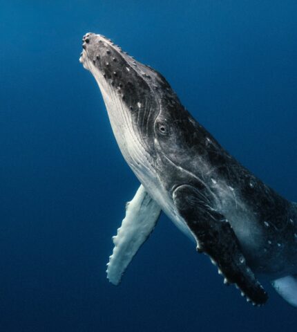Commercial whaling, Australia’s shark net threat and creation of a South Atlantic whale sanctuary, the battle to protect whales comes to Hobart