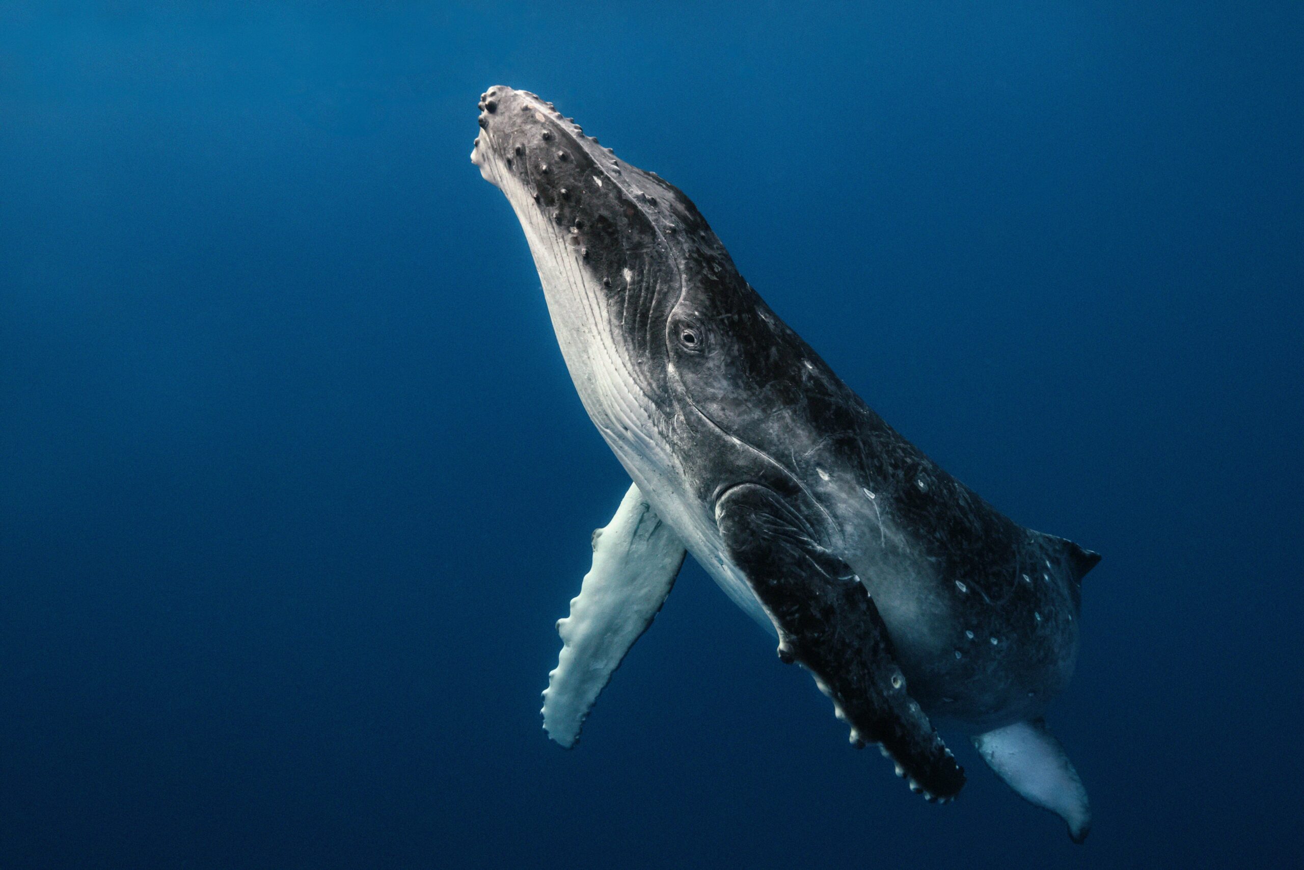 Commercial whaling, Australia’s shark net threat and creation of a South Atlantic whale sanctuary, the battle to protect whales comes to Hobart
