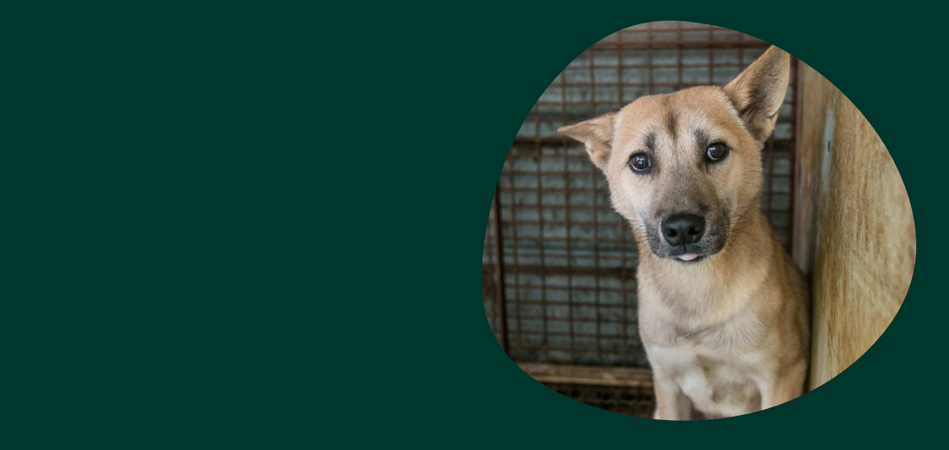Giving_Day_for_Animals