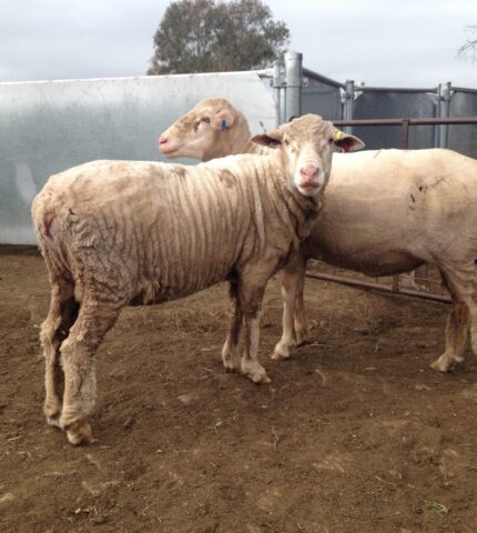 Animal advocates agree: the transition away from mulesing must be led by evidence, not ideology
