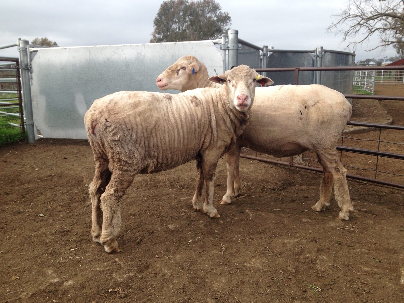 Animal advocates agree: the transition away from mulesing must be led by evidence, not ideology